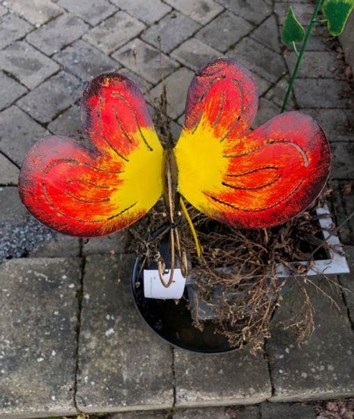 Hovedbilde  Hagestang sommerfugl 